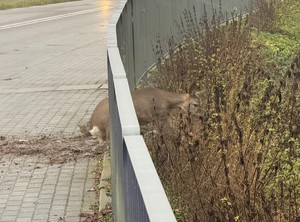 Uwięziona w przydrożnej barierce sarna