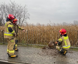 Strażacy uwalniają uwięzioną w przydrożnej barierce sarnę