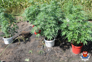 Krzewy konopi w doniczkach